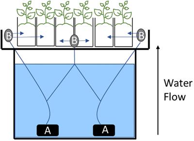 Rootstock effects on leaf function and isotope composition in apple occurred on both scion grafted and ungrafted rootstocks under hydroponic conditions